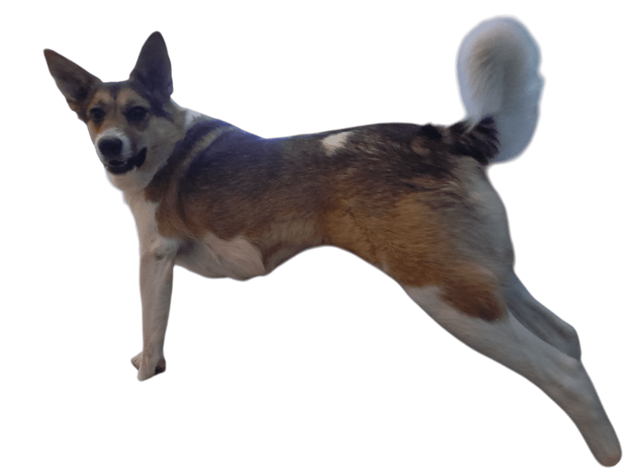 dog